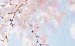 藏在二十四節(jié)氣里的食與味 - 立春之花會(huì)來